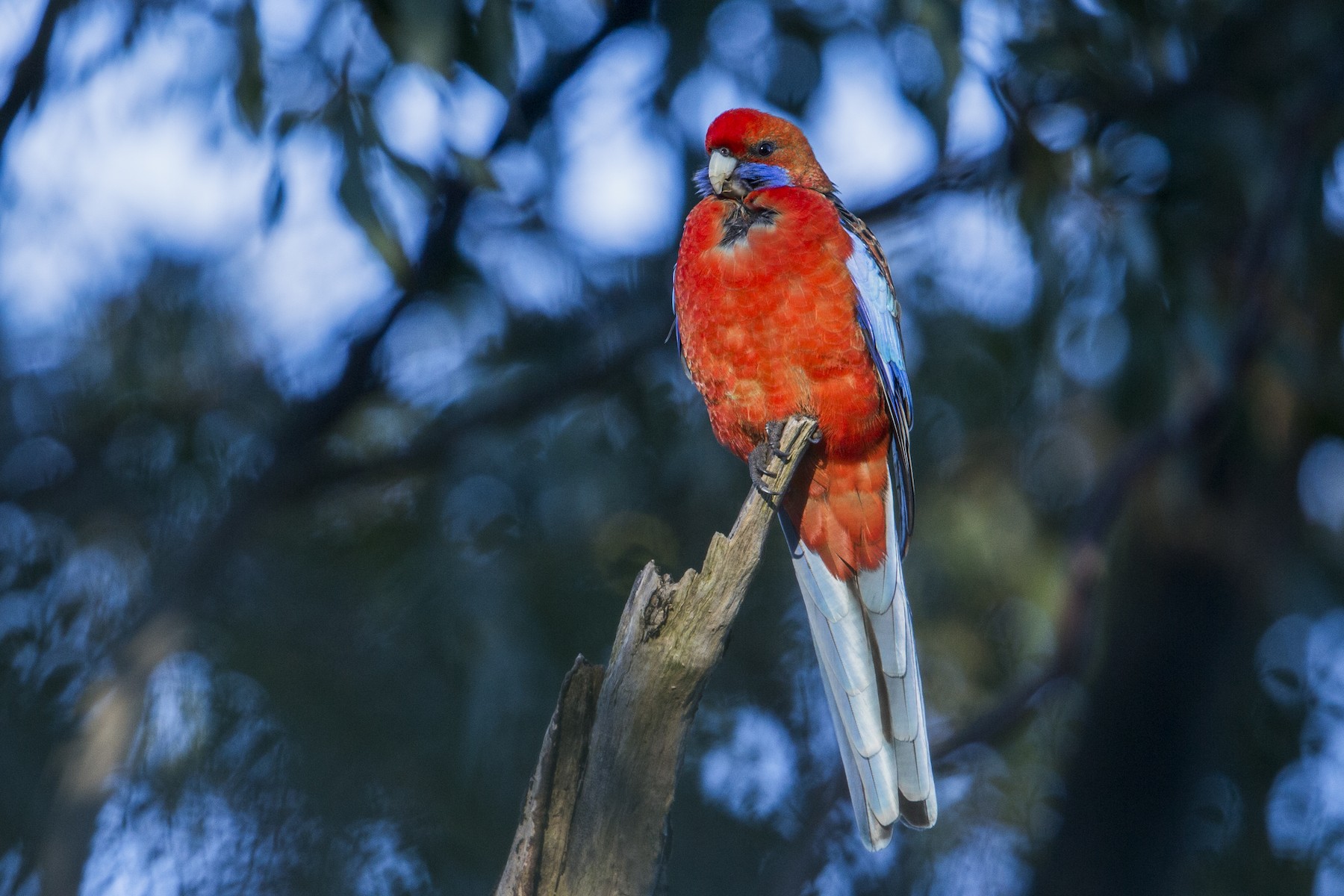 Crimson Rosella (Adelaide) - eBird