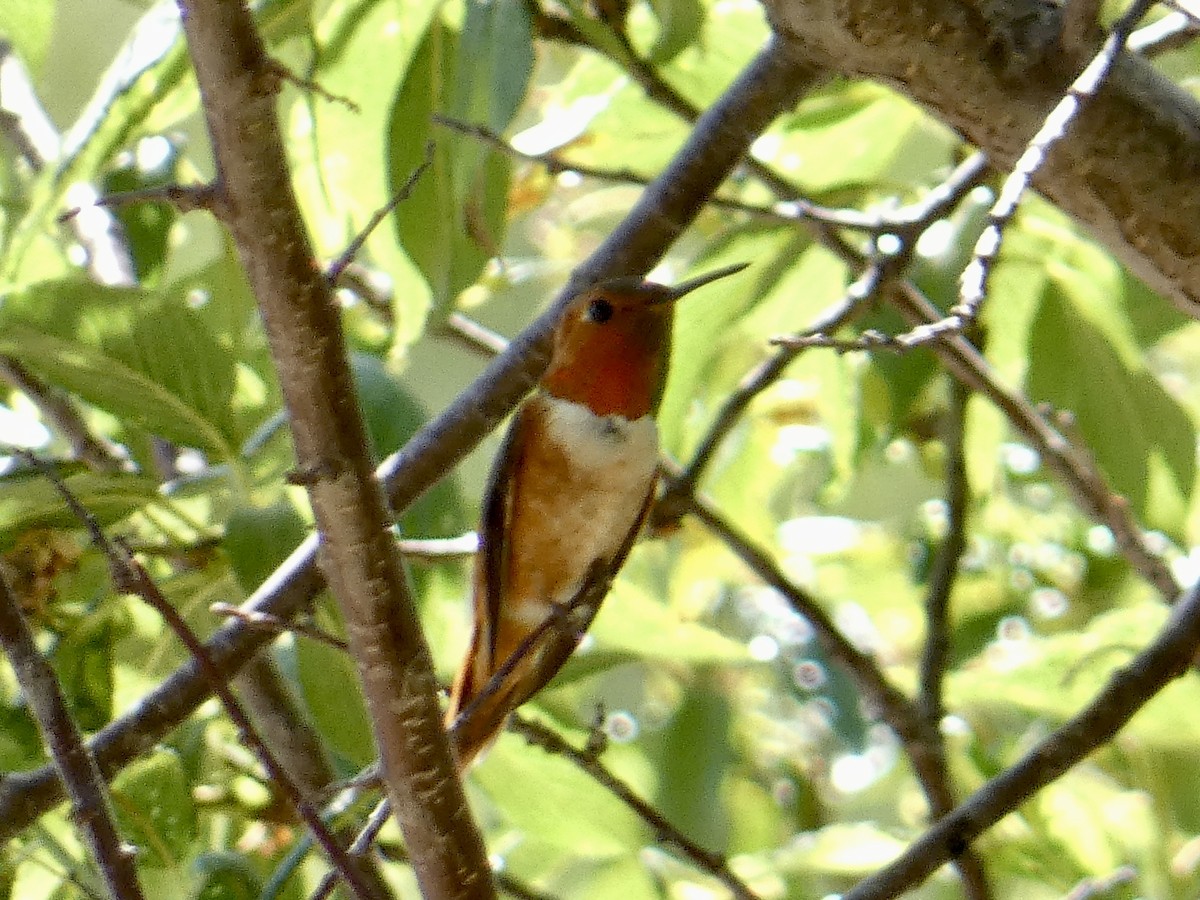Rufous Hummingbird - ML595869871