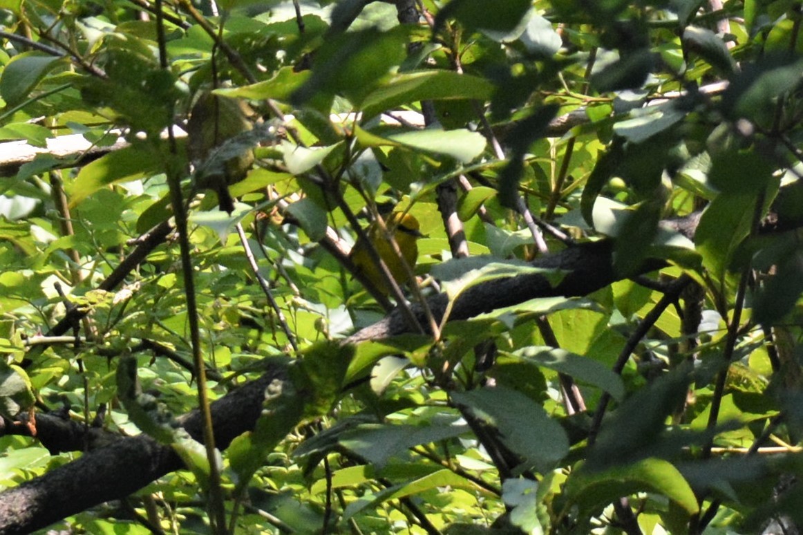 Golden-winged/Blue-winged Warbler - Craig Provost
