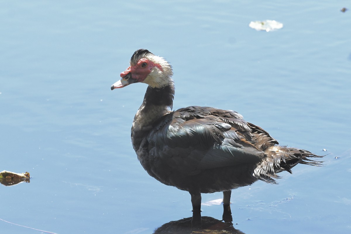 Muscovy Duck (Domestic type) - ML595871411