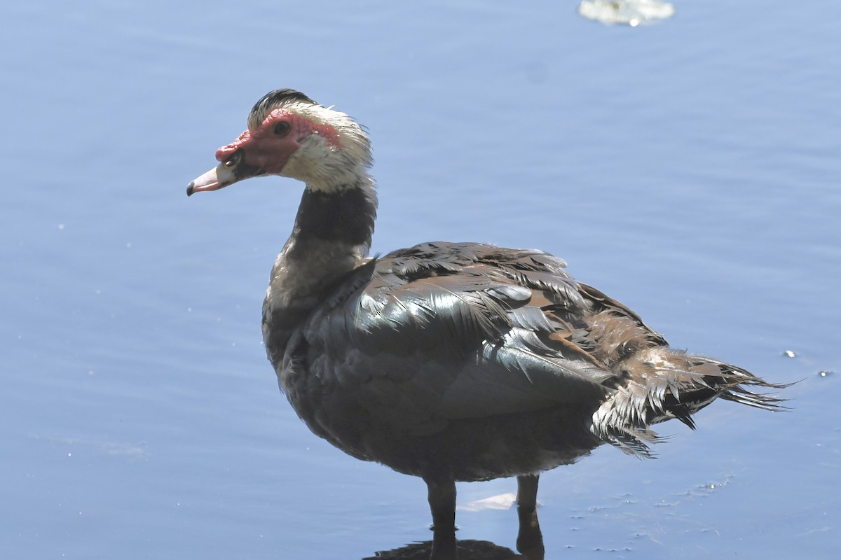 Muscovy Duck (Domestic type) - ML595871931