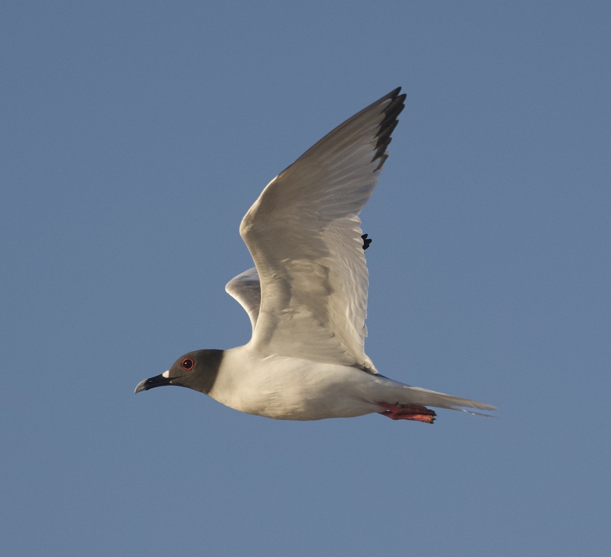 Swallow-tailed Gull - ML595875031