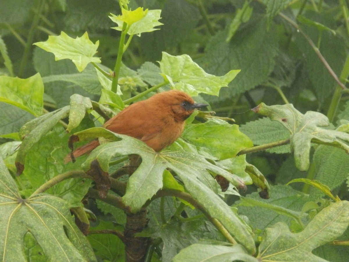 Black-throated Spinetail - ML595875981