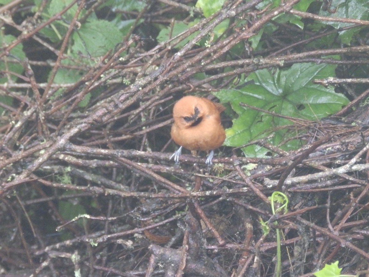 Black-throated Spinetail - ML595876071