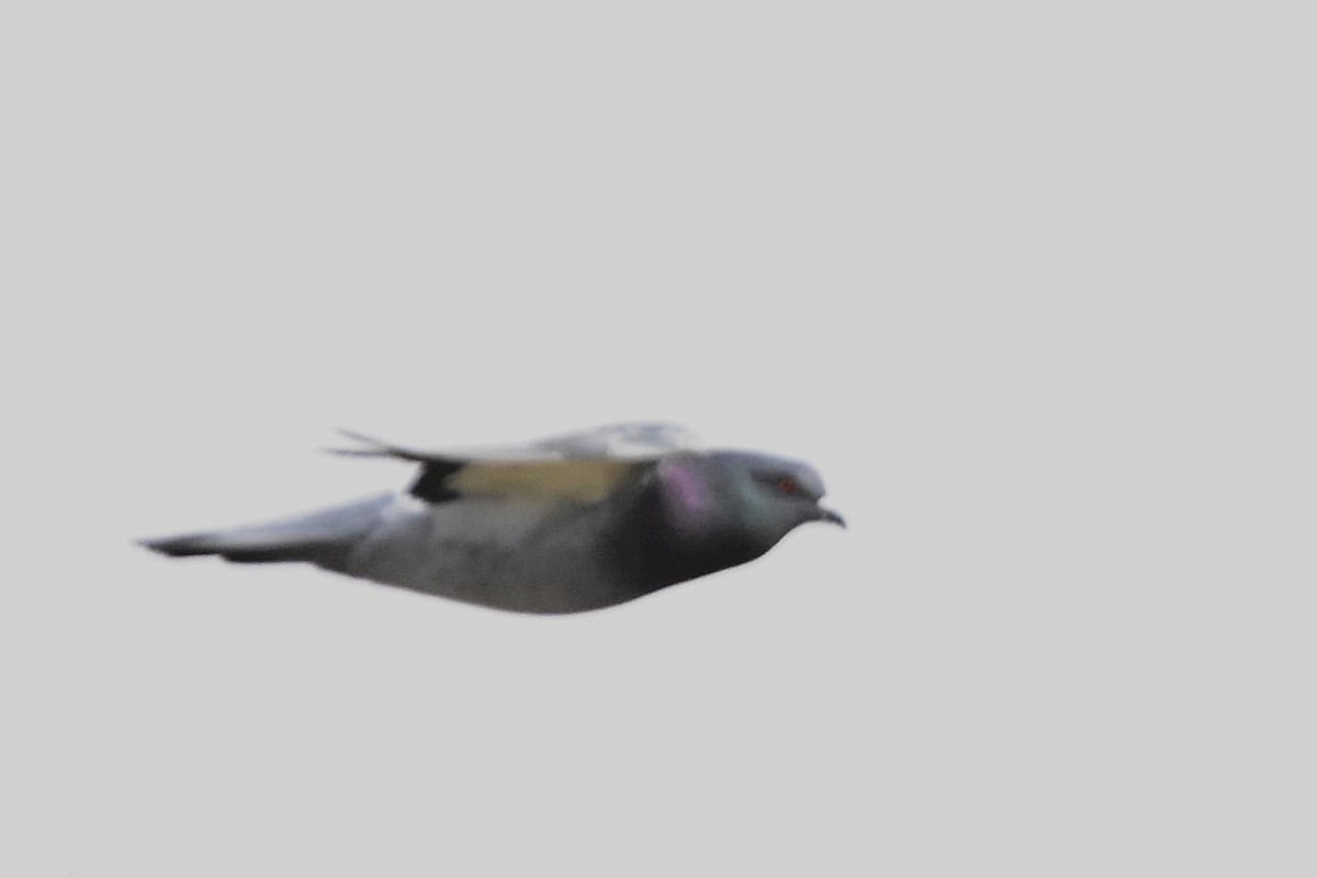 Rock Pigeon (Feral Pigeon) - ML595879491