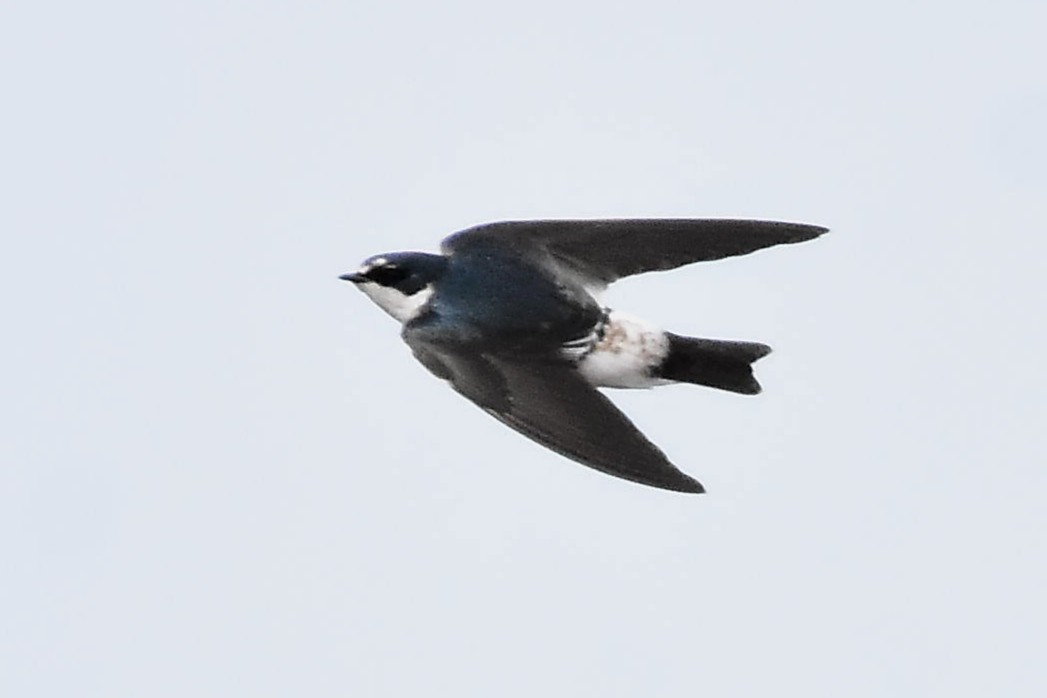 White-rumped Swallow - ML595880021
