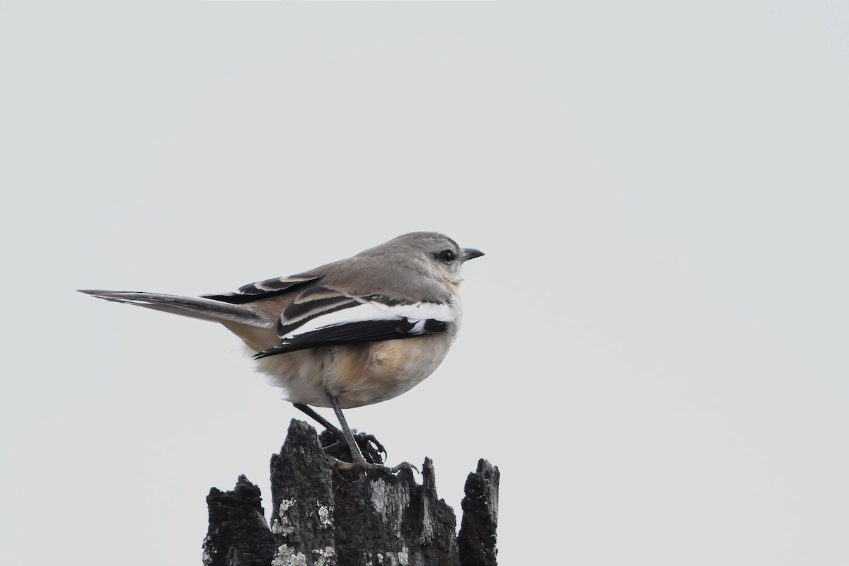 White-banded Mockingbird - Juan Bardier