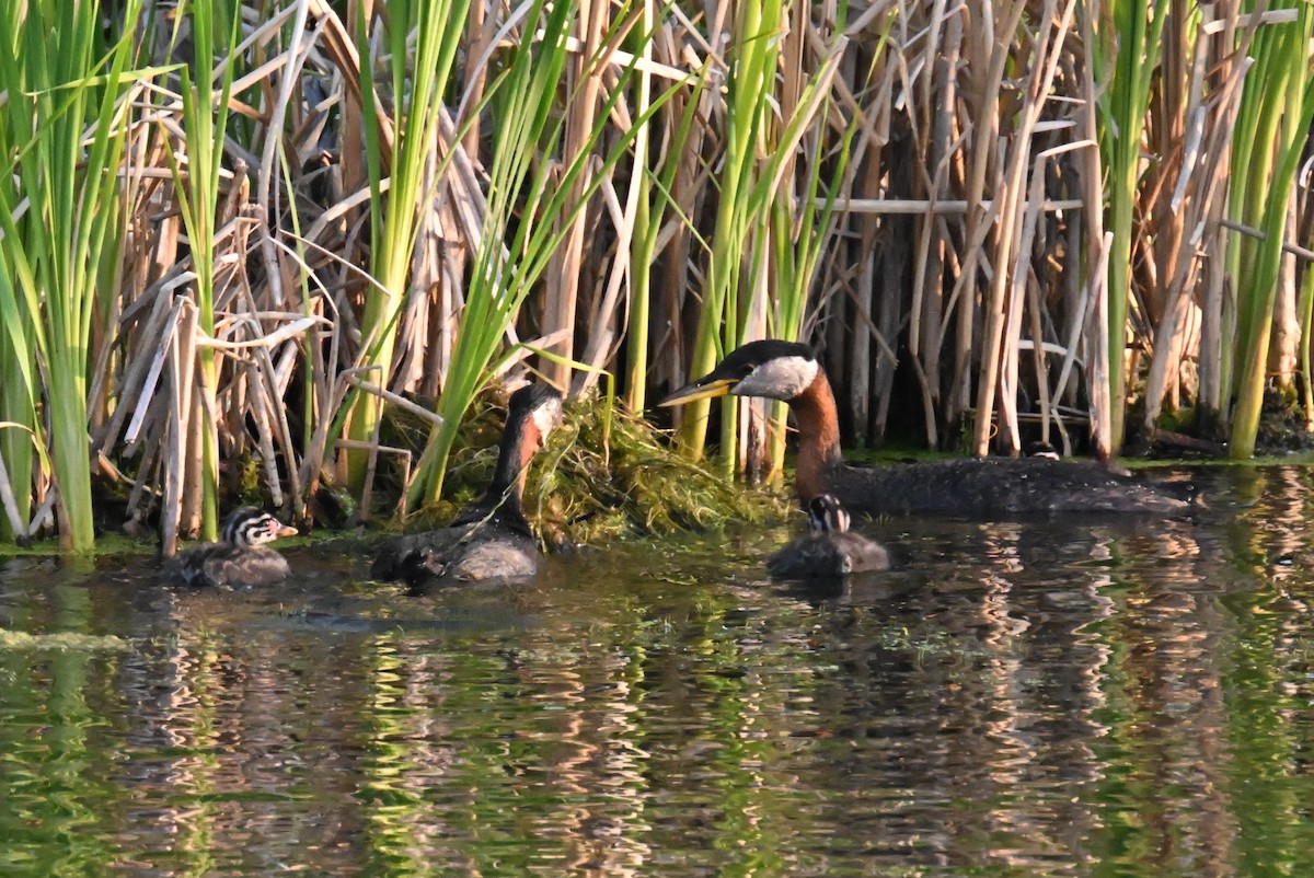 Red-necked Grebe - ML595882101