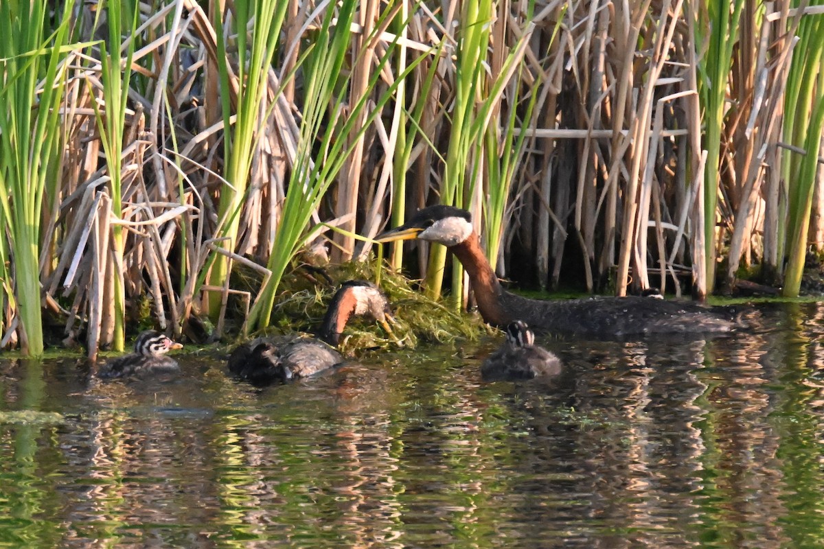 Red-necked Grebe - ML595882141