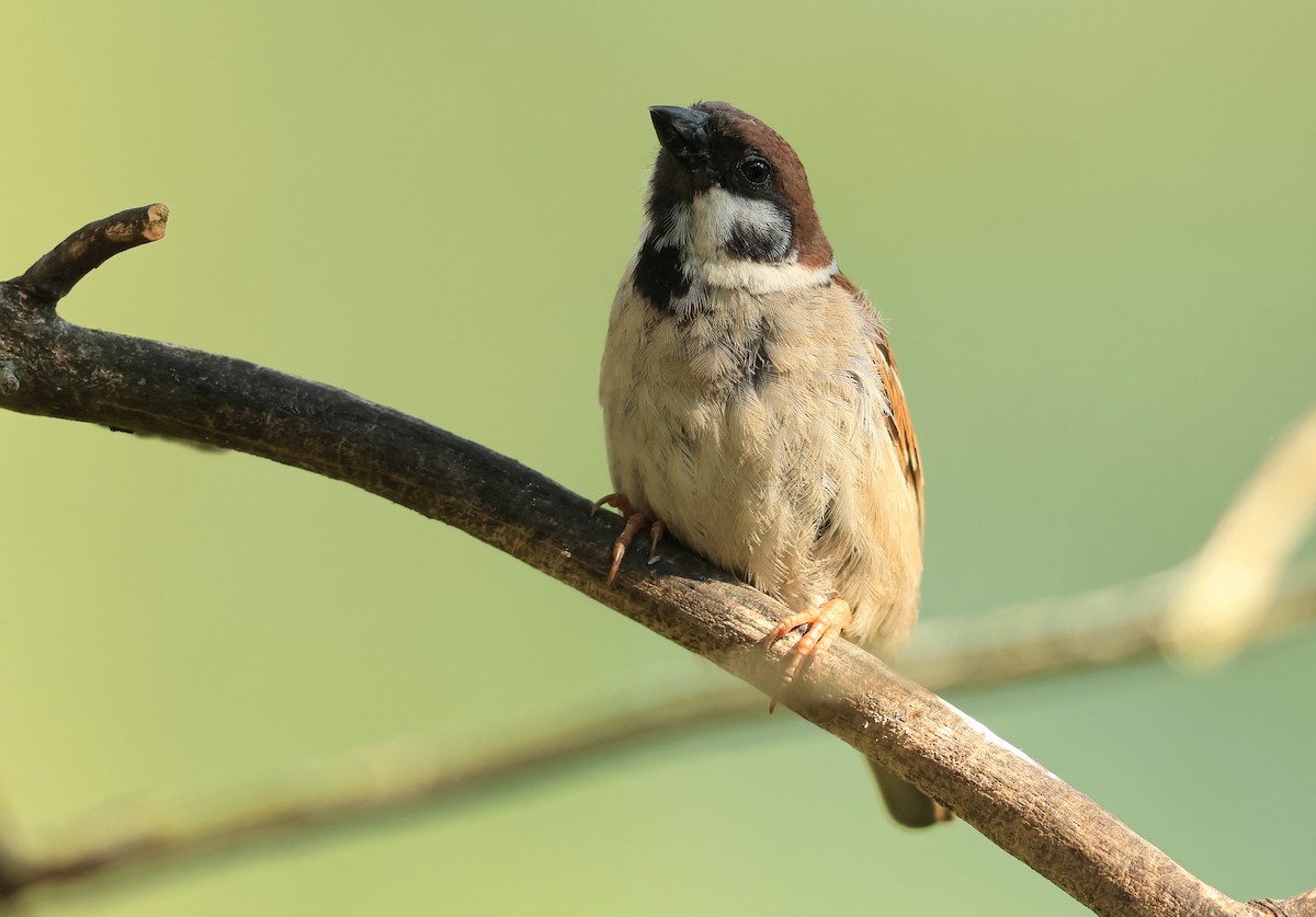 Eurasian Tree Sparrow - ML595884291
