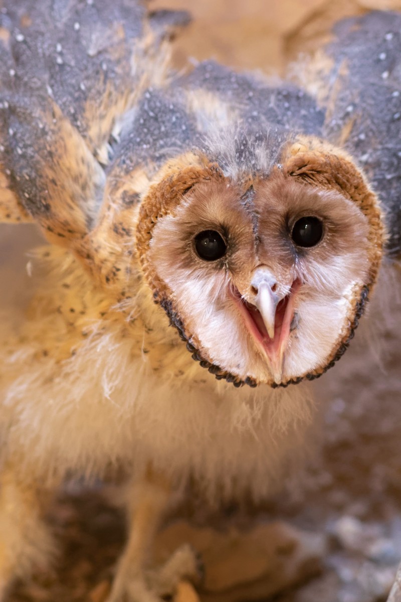 Barn Owl (American) - ML595885141
