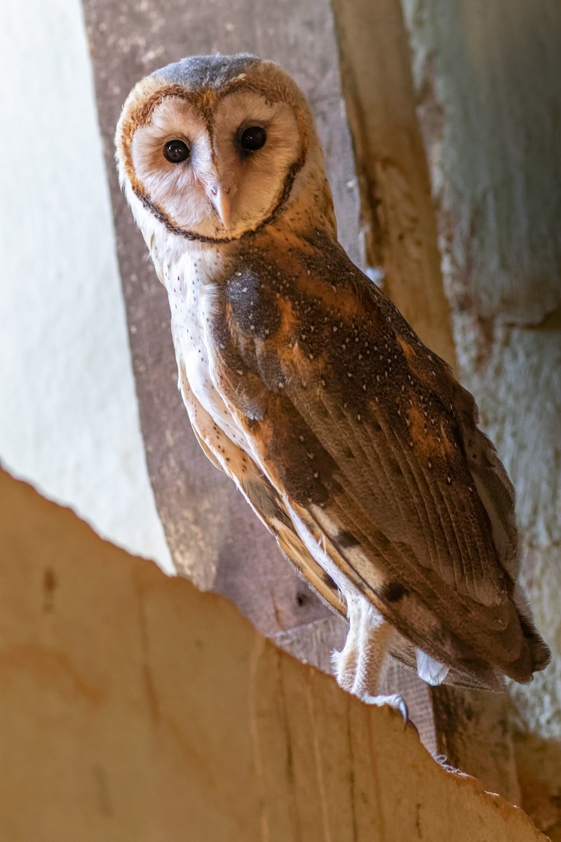 Barn Owl (American) - ML595885151