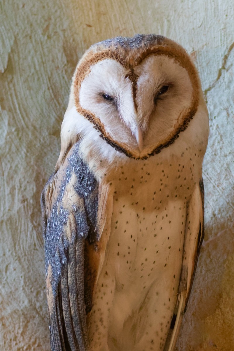Barn Owl (American) - ML595885161