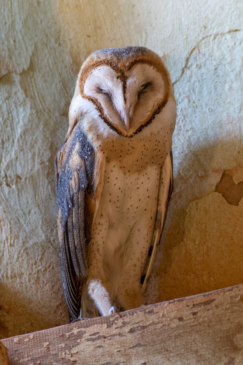 Barn Owl (American) - ML595885171