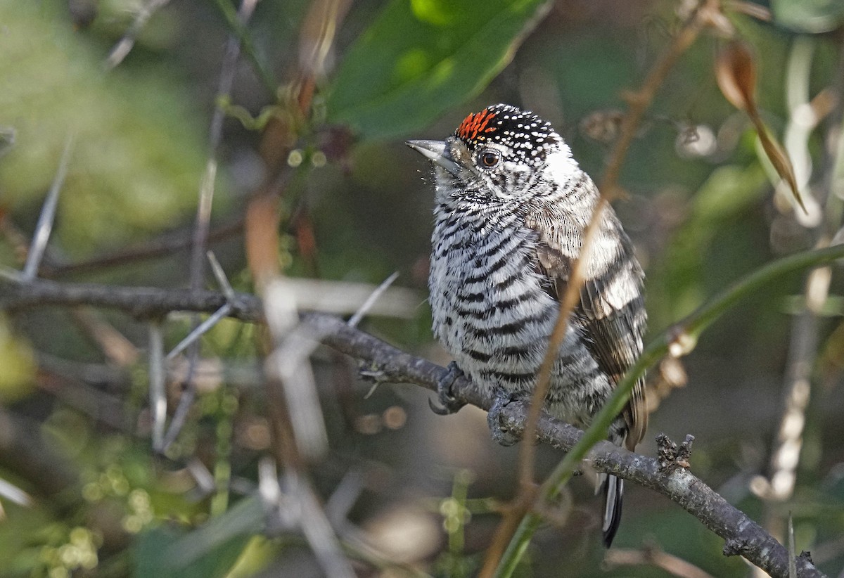 White-barred Piculet - ML595886911
