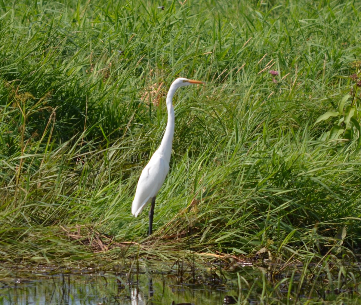 Great Egret - S. Andujar