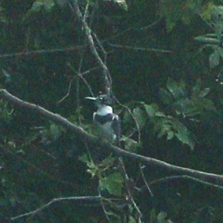 Belted Kingfisher - ML595888231