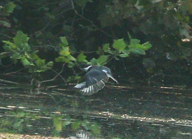 Belted Kingfisher - ML595888241