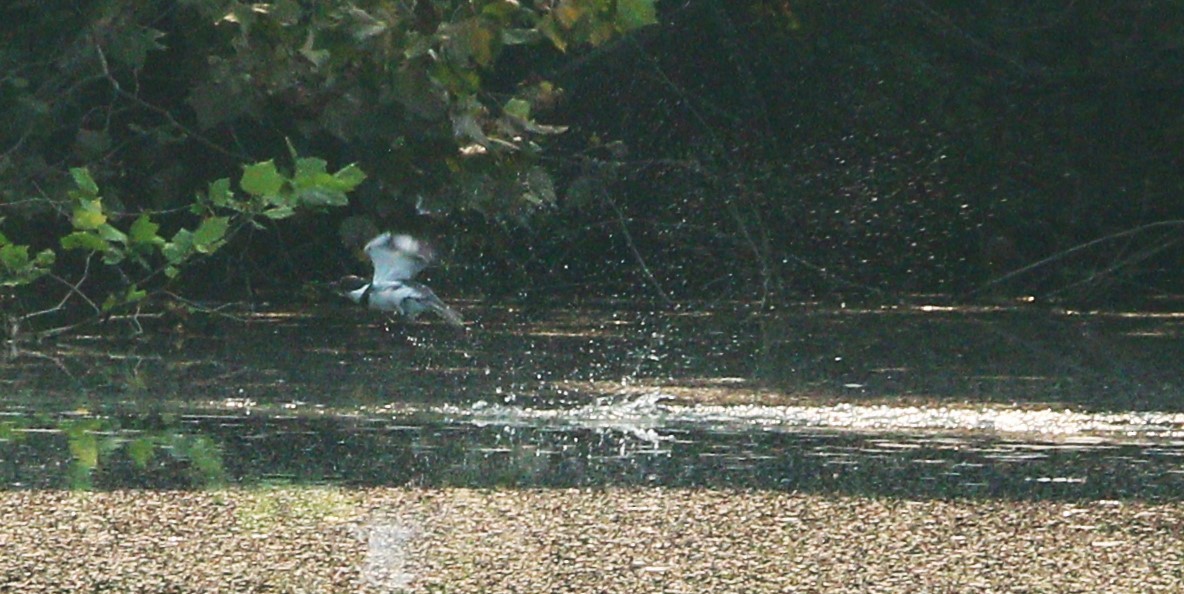 Belted Kingfisher - ML595888251