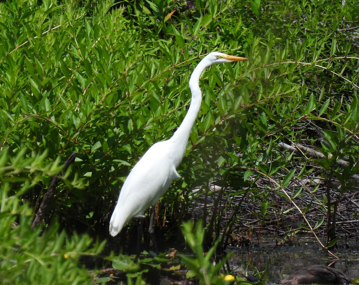 Mass Audubon eBird Checklist 20 Jul 2023 Broadmoor Wildlife Sanctuary (Mass Audubon) 36