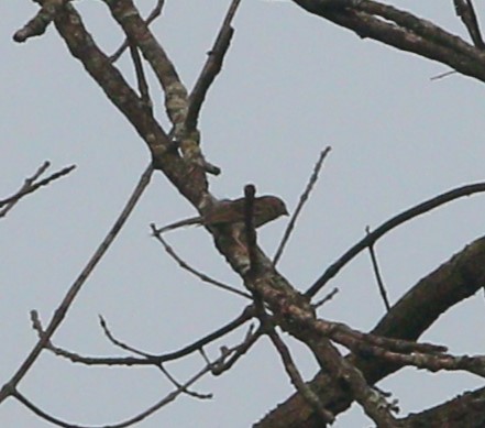 Field Sparrow - Samrudh Nandagopal