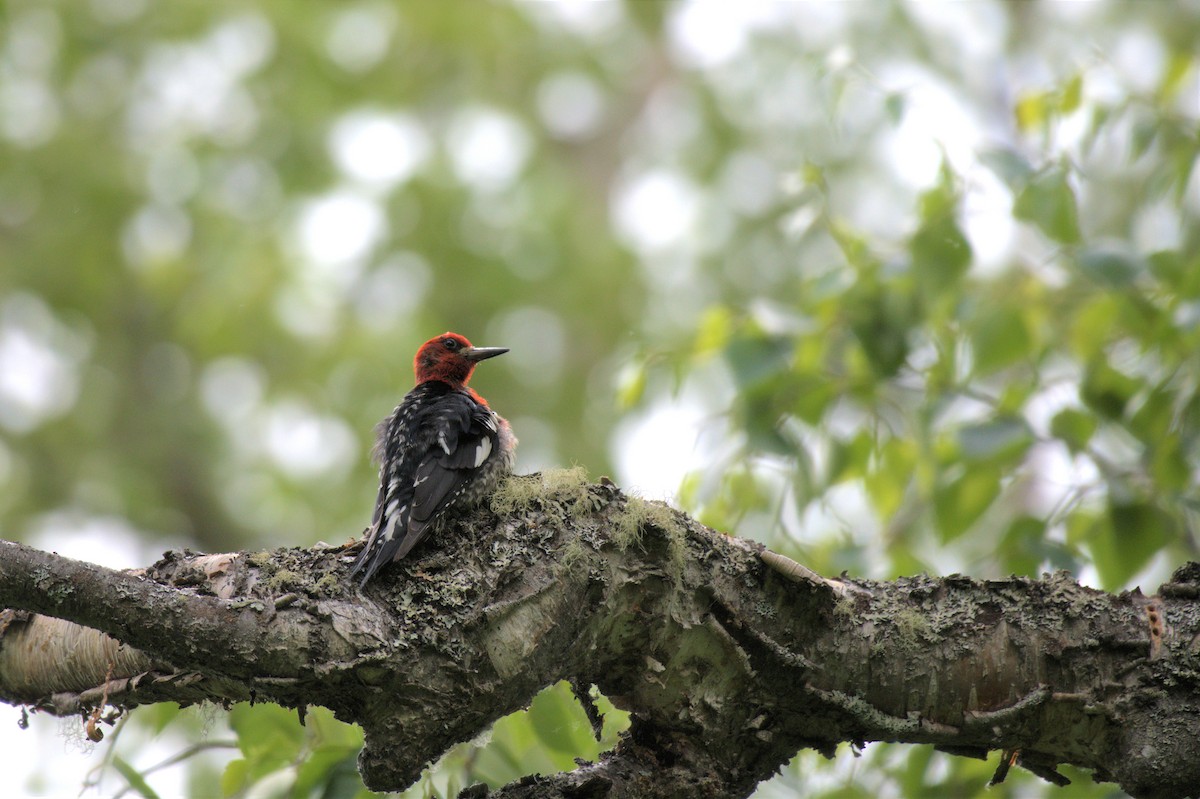 Red-breasted Sapsucker - ML595896111