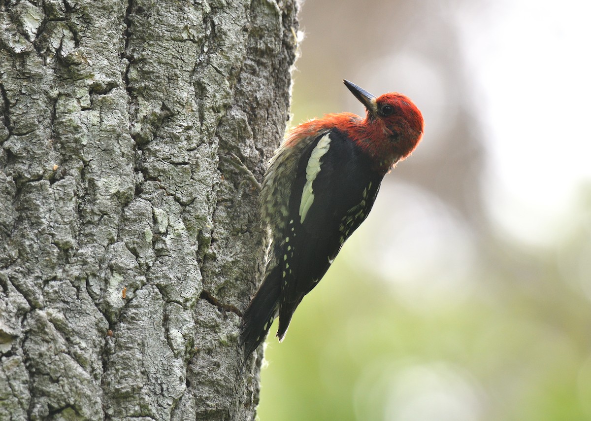 Red-breasted Sapsucker - ML595896141