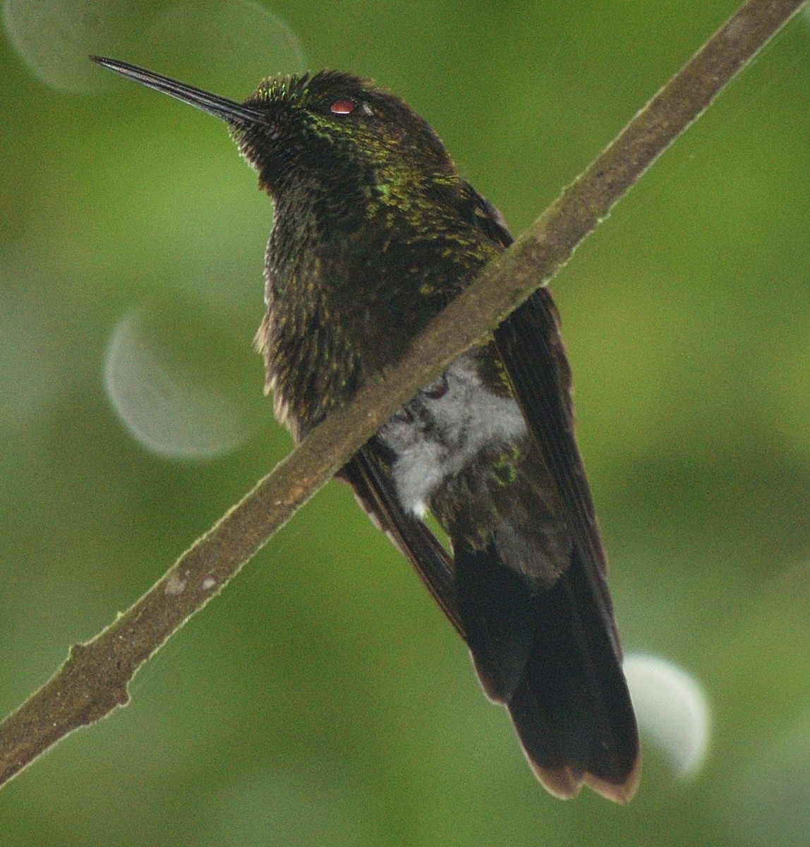 kolibřík subtropický - ML595896441