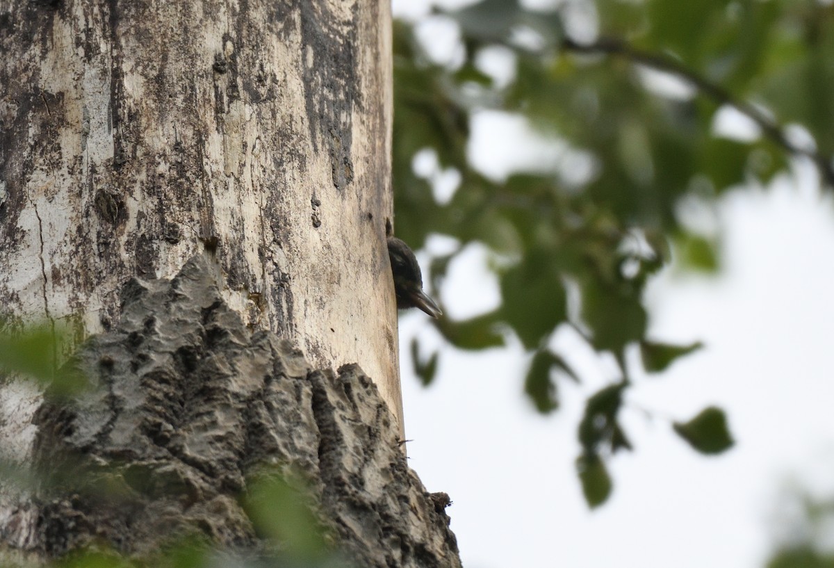 Yellow-bellied x Red-breasted Sapsucker (hybrid) - ML595897221