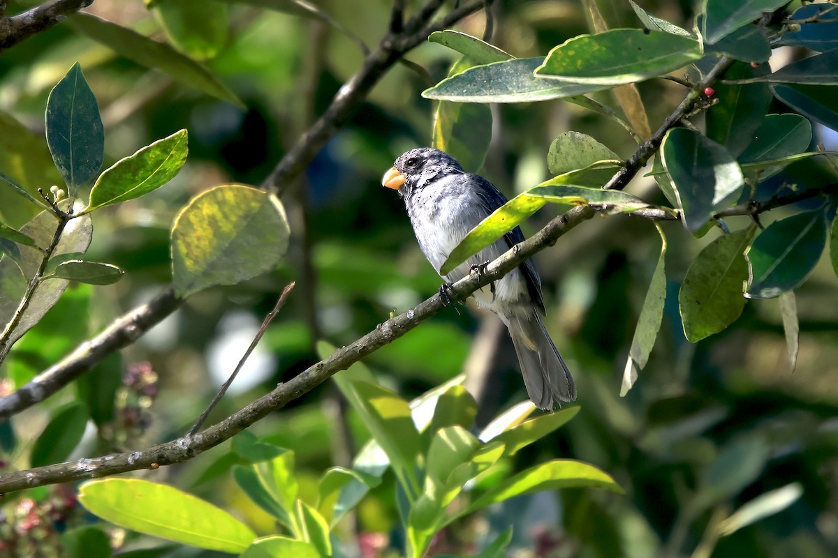 Gray Seedeater - ML595901501