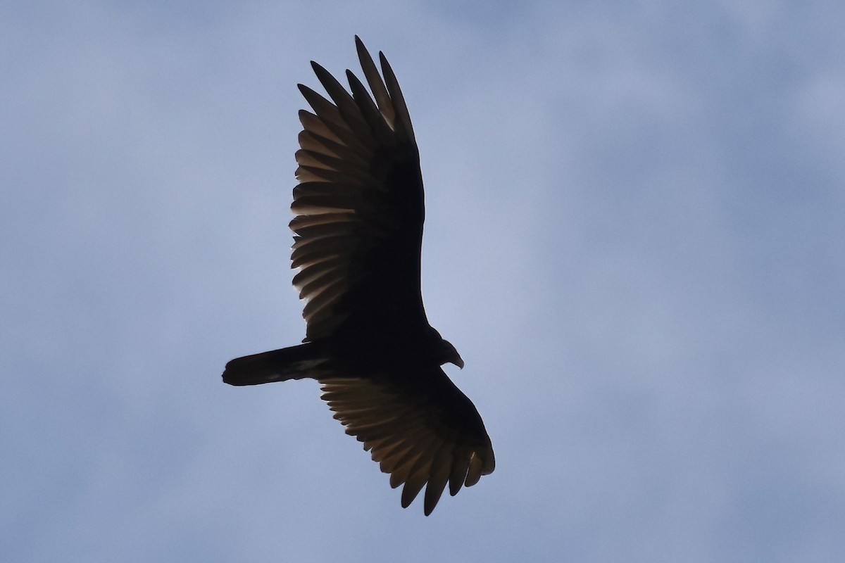 Turkey Vulture - ML595901871