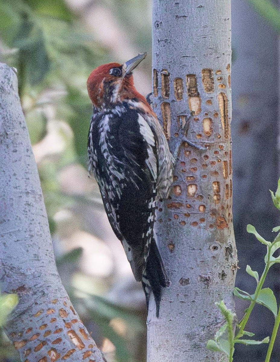 Red-breasted Sapsucker - ML595902271