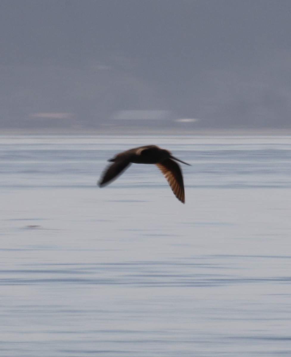 Ebird Pacific Northwest Checklist Jul Point No Point