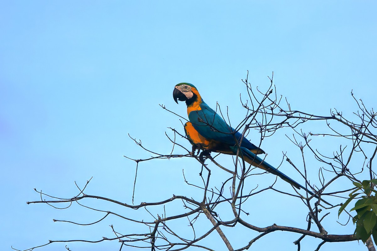 Blue-and-yellow Macaw - ML595904621