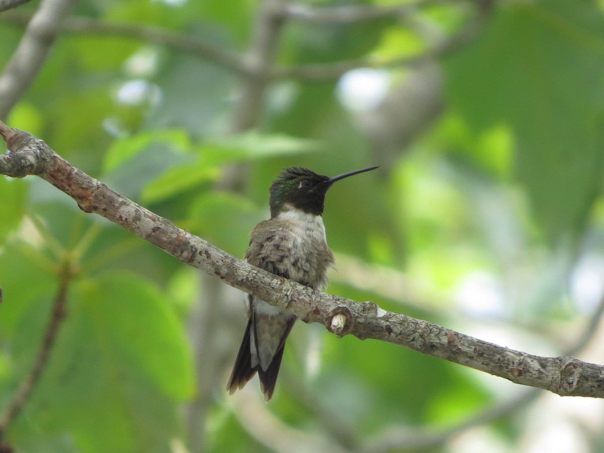Ruby-throated Hummingbird - ML595905751