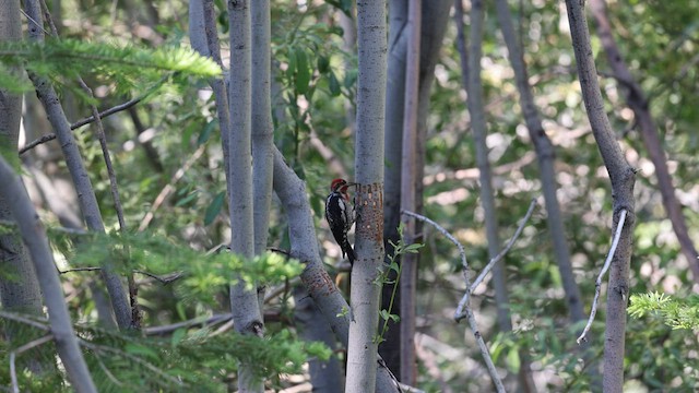 Red-breasted Sapsucker - ML595913261