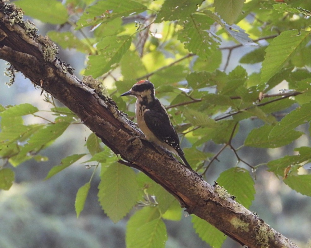 Hairy Woodpecker - ML595916171
