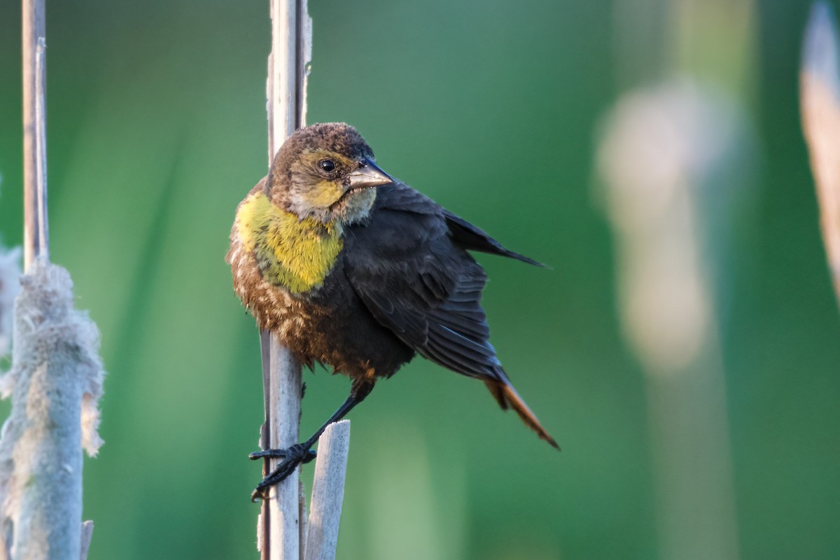 Yellow-headed Blackbird - ML595916401