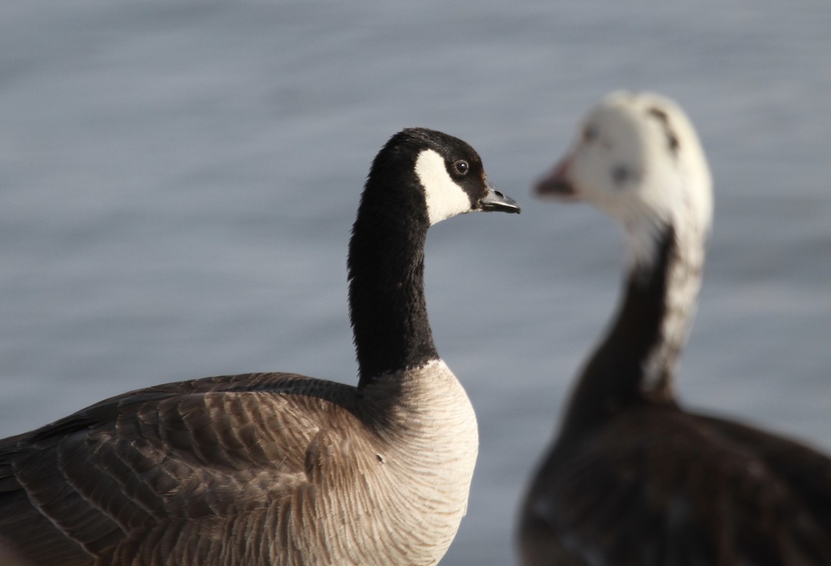 Cackling Goose (Richardson's) - ML595916531