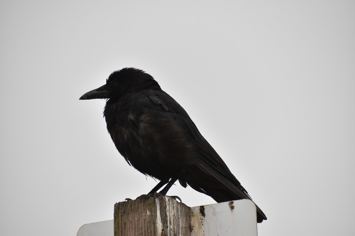 American Crow - ML595917721
