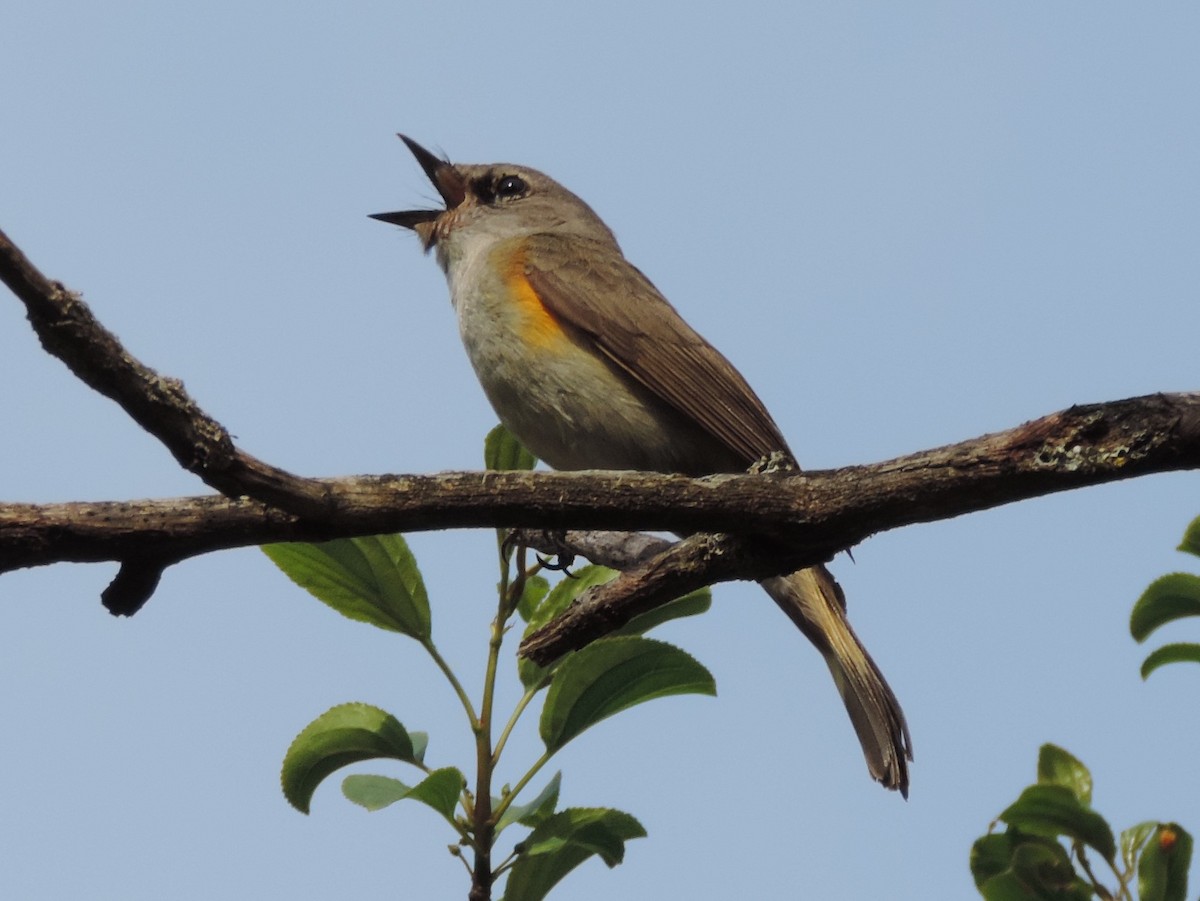 American Redstart - Ted Down