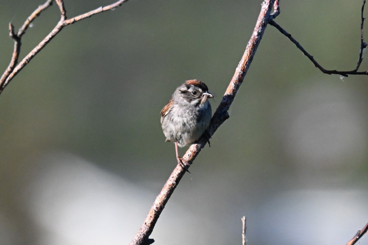 Swamp Sparrow - ML595928011