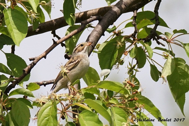 Clay-colored Sparrow - Réal Boulet 🦆