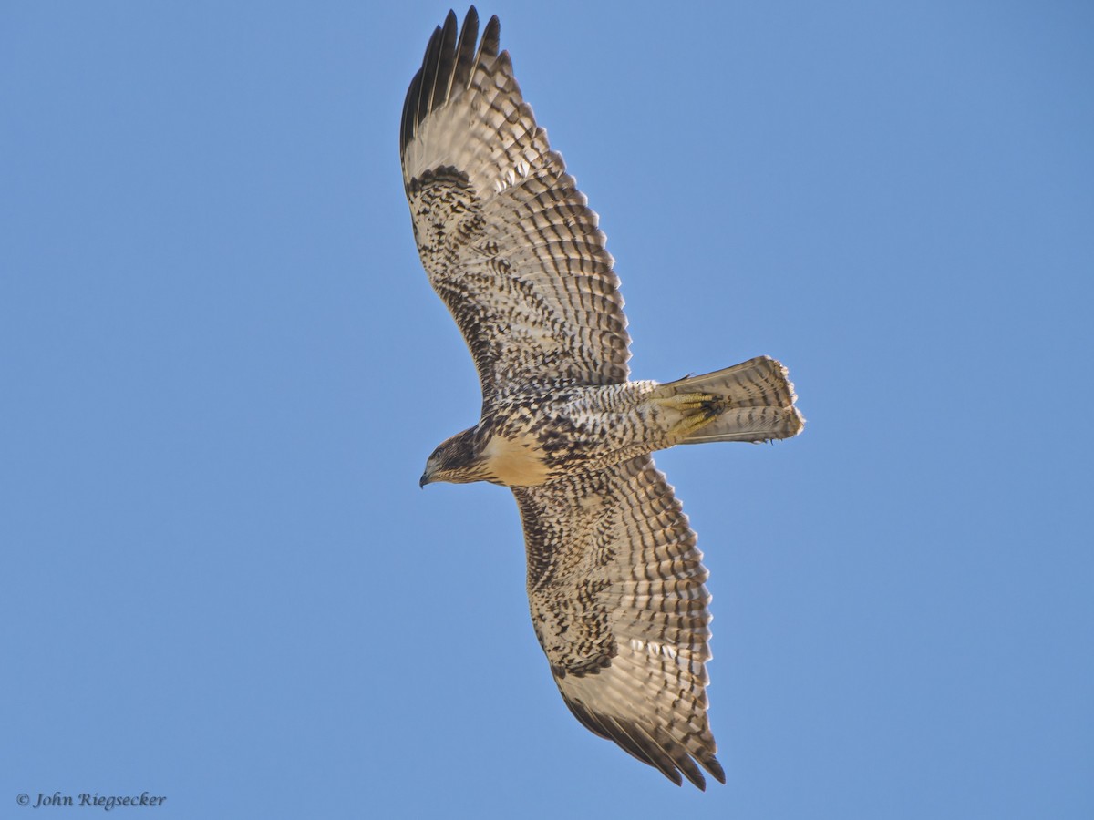 Red-tailed Hawk - ML595929291