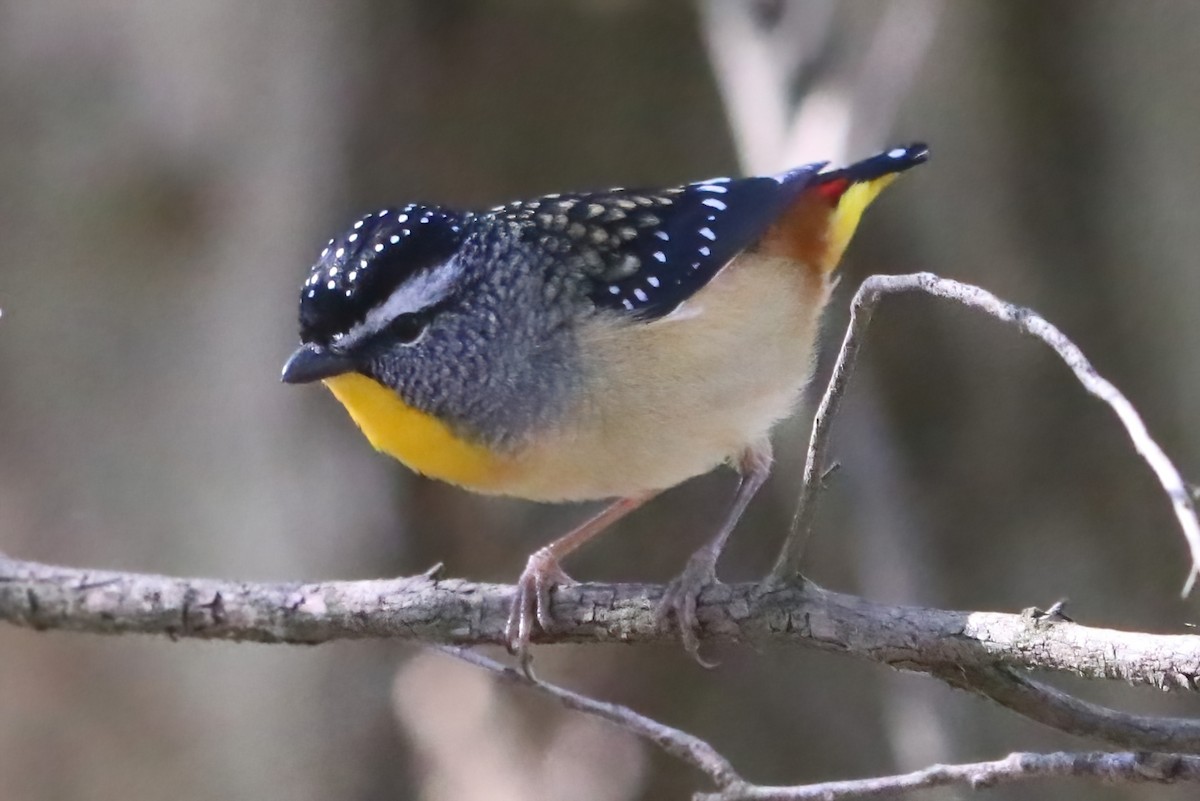 Spotted Pardalote - ML595934261