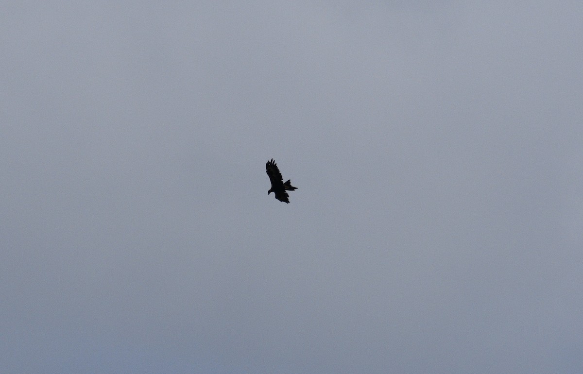 Wedge-tailed Eagle - ML595935781