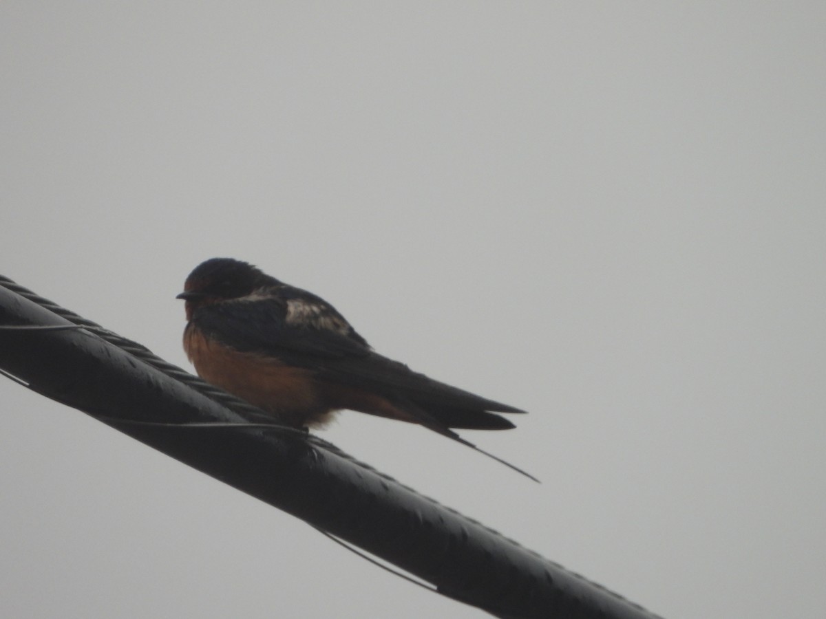 Barn Swallow - ML595936381
