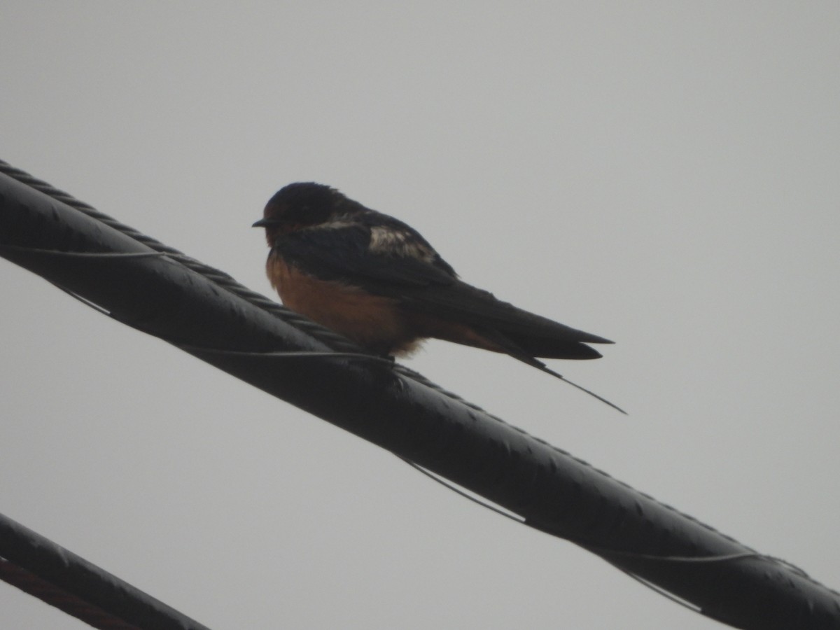 Barn Swallow - ML595936391