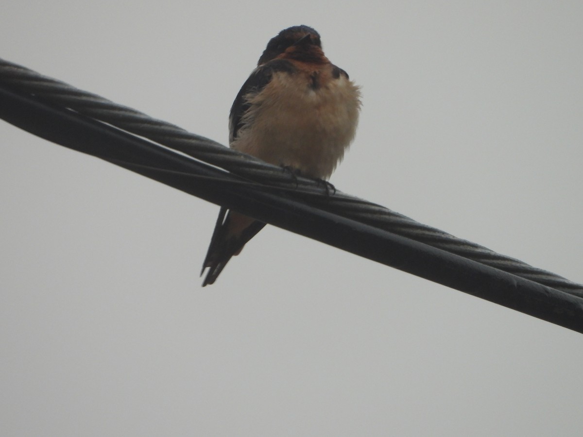 Barn Swallow - ML595936401