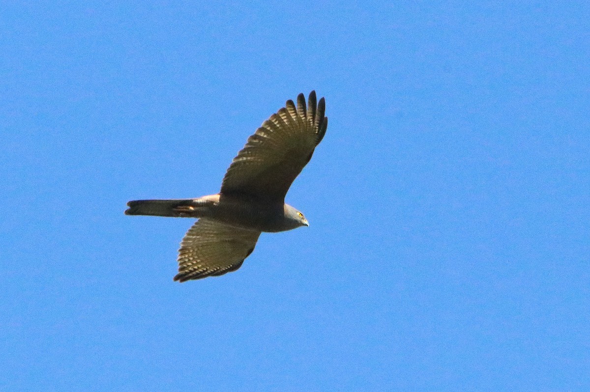 Collared Sparrowhawk - ML595936511